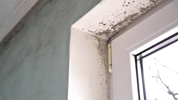 Professional Mold Removal in Guntersville, AL