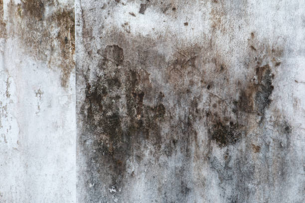 Best Forensic Mold Investigation  in Guntersville, AL