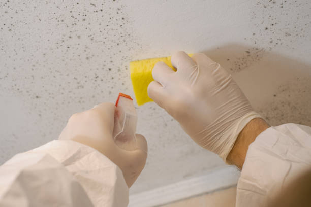 Environmental Consulting for Mold Prevention in Guntersville, AL