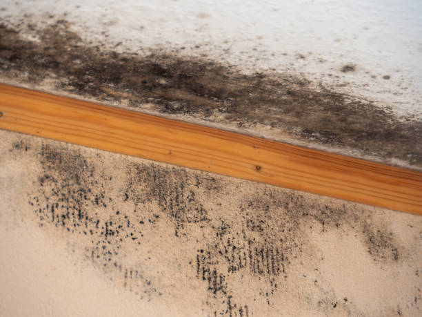 Best Water Damage & Mold Remediation  in Guntersville, AL