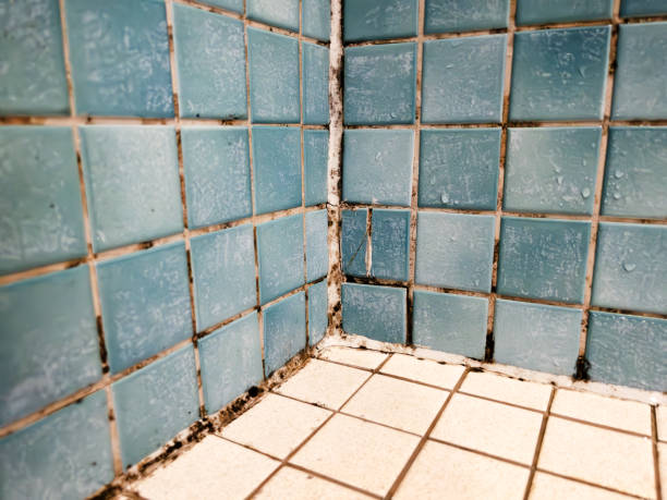 Best Crawl Space Mold Remediation  in Guntersville, AL