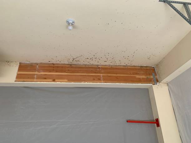 Best Mold Odor Removal Services  in Guntersville, AL