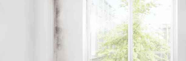 Best Residential Mold Inspection & Testing  in Guntersville, AL