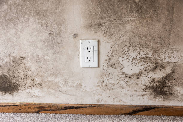 Best Post-Remediation Verification Testing  in Guntersville, AL