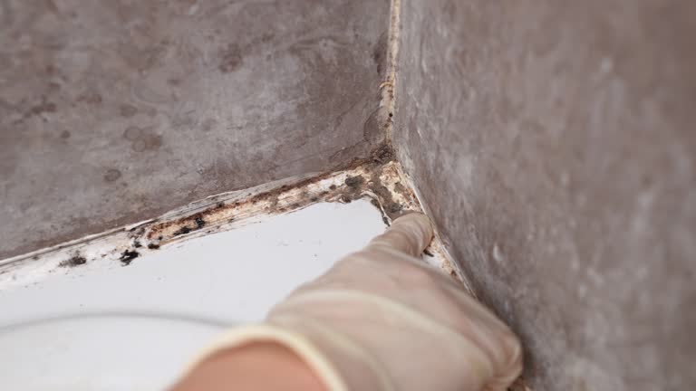 Best Mold Documentation for Insurance Claims  in Guntersville, AL